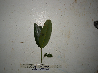 Calophyllum soulattri image