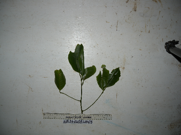 Endiandra brassii image