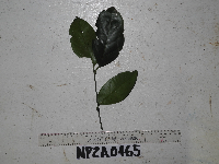 Gnetum latifolium image