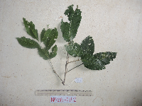 Dysoxylum latifolium image