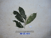 Horsfieldia spicata image