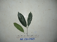 Polyspora papuana image