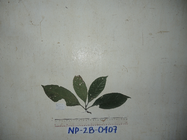 Psychotria chrysantha image