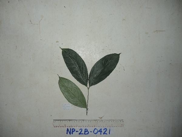 Syzygium ganophyllum image