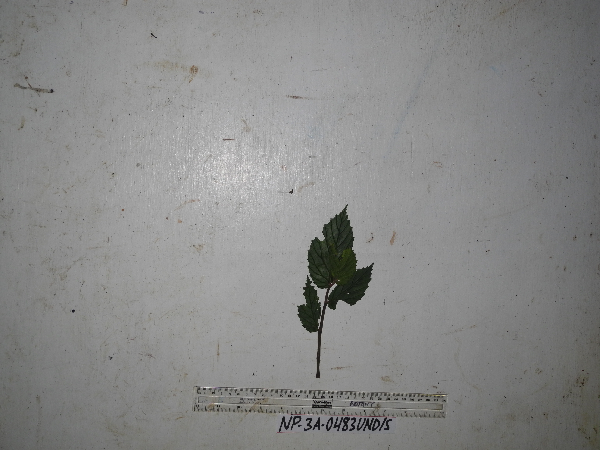 Begonia papuana image