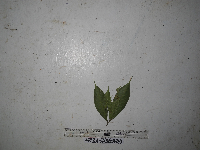 Ficus erythrosperma image