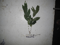 Canarium acutifolium image