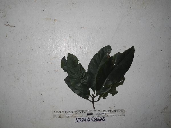 Finschia chloroxantha image