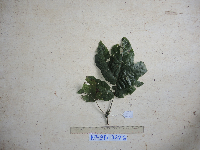 Sloanea sogerensis image