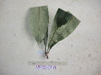 Semecarpus australiensis image