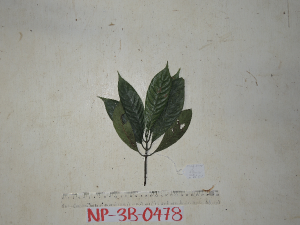 Ophiorrhiza decipiens image