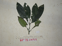Image of Garcinia archboldiana