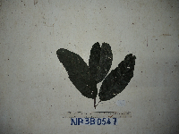 Neoscortechinia forbesii image