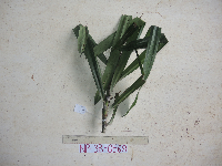 Image of Freycinetia funicularis