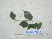 Image of Passiflora hollrungii