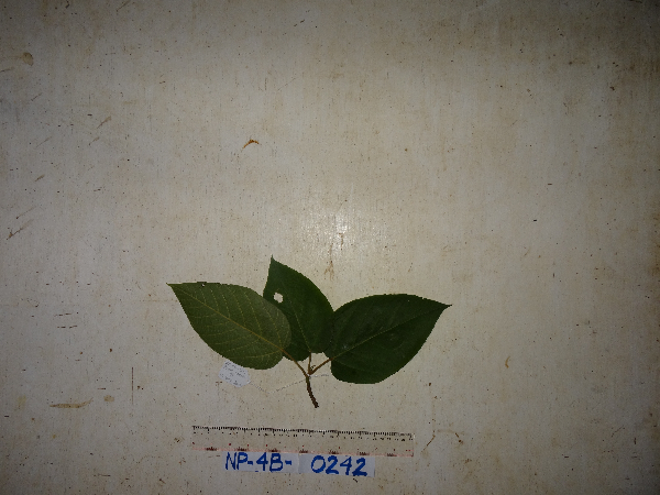 Ficus semivestita image