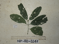 Cinnamomum grandiflorum image