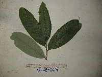 Cryptocarya multipaniculata image