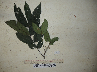 Chisocheton lasiocarpus image