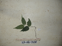 Derris trifoliata image