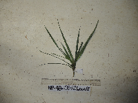 Freycinetia confusa image