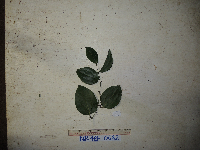 Smilax australis image