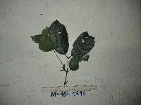 Gnetum latifolium image