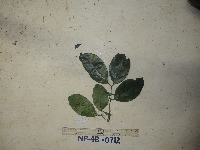 Gnetum latifolium image