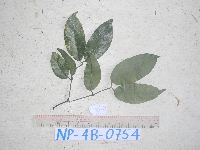 Gnetum latifolium image