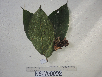 Ficus adelpha image