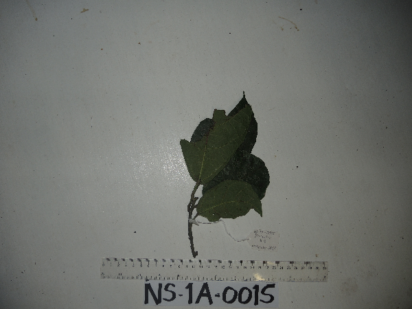 Ficus copiosa image