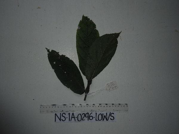 Ficus bernaysii image