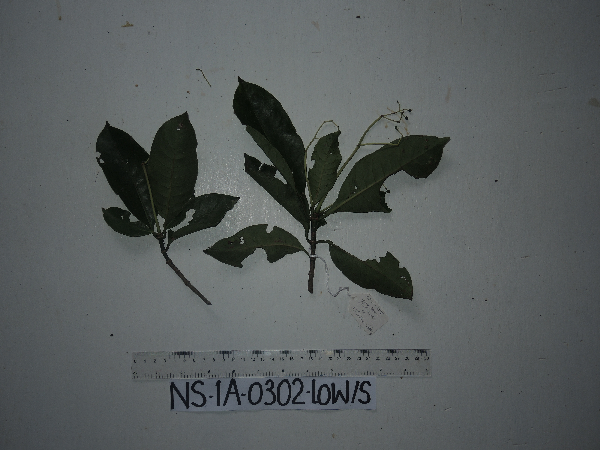 Psychotria micralabastra image