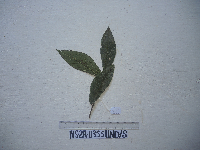 Ficus bernaysii image