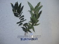 Didymocheton papuanus image