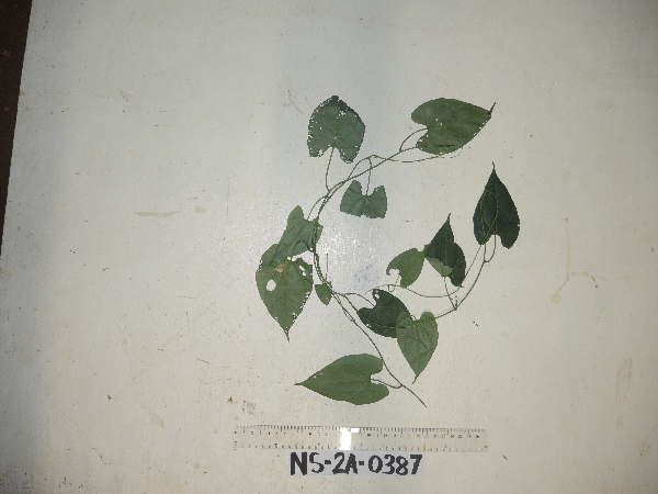 Aristolochia linnemannii image