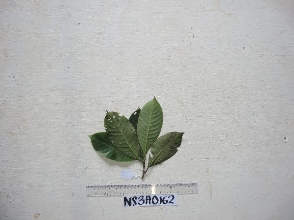 Psychotria micralabastra image