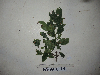 Bridelia macrocarpa image