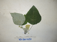 Macaranga tanarius image