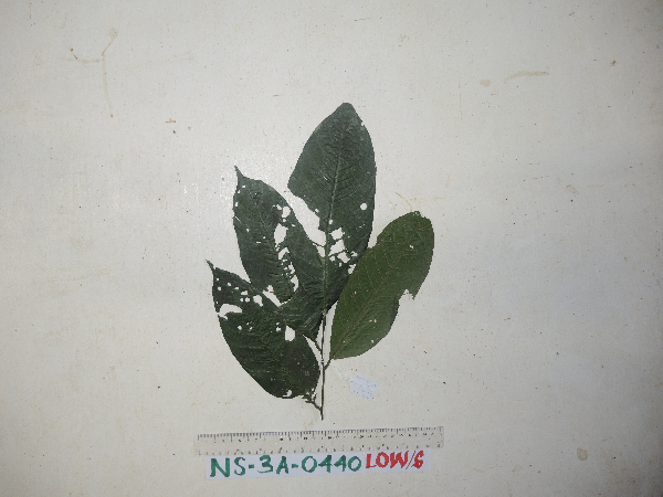 Aglaia integrifolia image