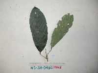 Ryparosa amplifolia image