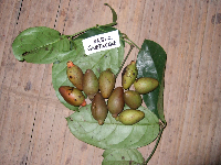 Gnetum latifolium image