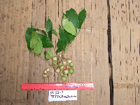 Goniocheton arborescens image