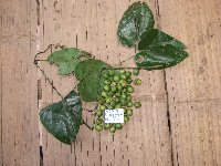 Image of Tinospora dissitiflora