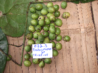 Tinospora dissitiflora image