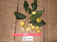 Image of Artocarpus vriesianus