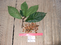 Ficus hahliana image