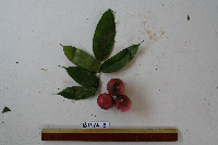 Canarium indicum image