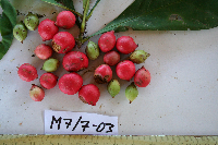 Ixora novoguineensis image