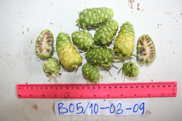 Morinda citrifolia image